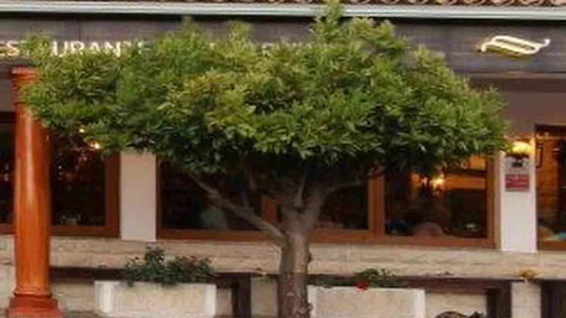 Restaurante Veneza – photo 2